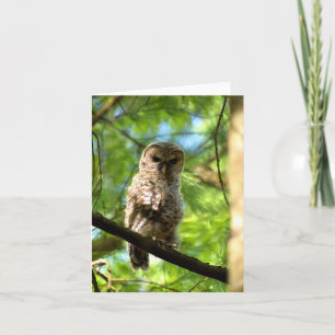 Barred Owl (juvenil) #3 - Blank Note Card Karte