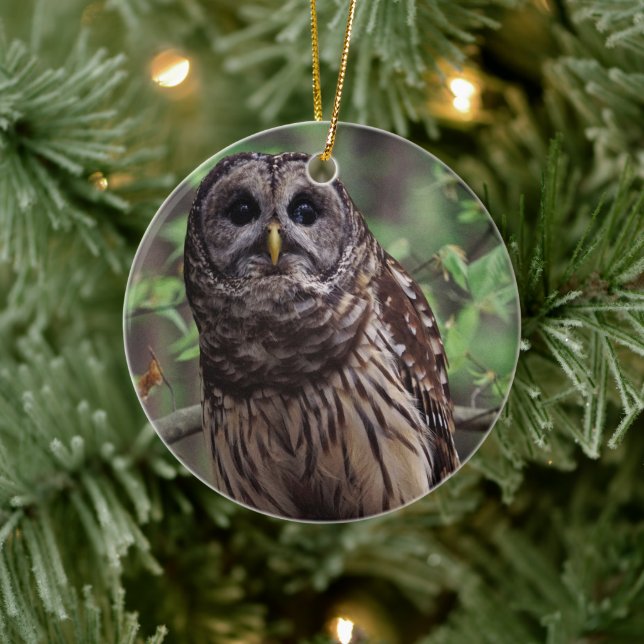 Barred Owl Keramik Ornament (Baum)