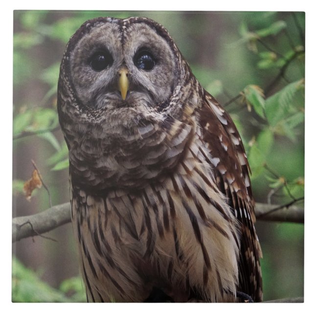 Barred Owl Keramik Tile Fliese (Vorderseite)