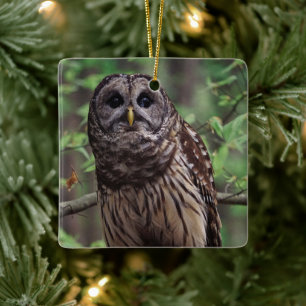 Barred Owl Keramikornament