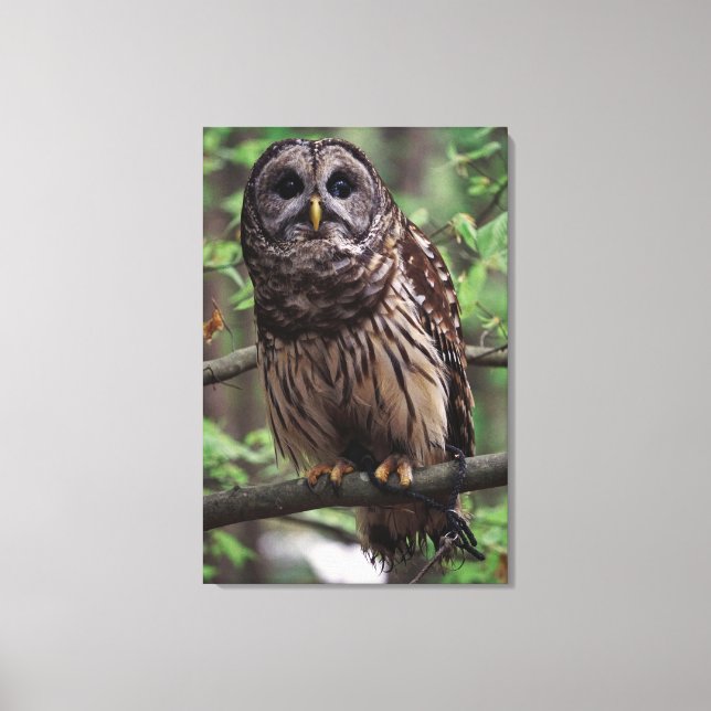 Barred Owl Leinwanddruck (Vorderseite)
