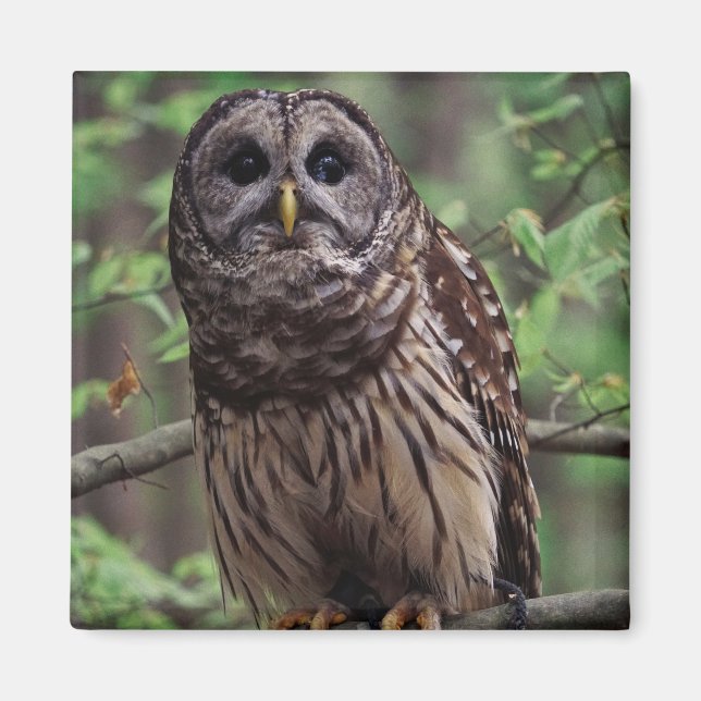 Barred Owl Magnet (Vorne)