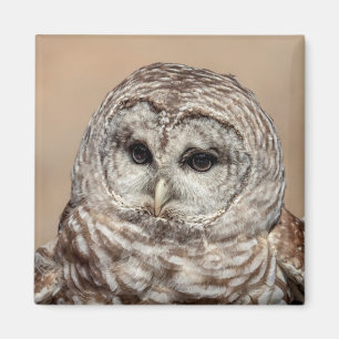 Barred Owl Magnet