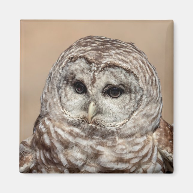 Barred Owl Magnet (Vorne)