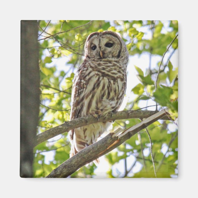 Barred Owl Magnet (Vorne)