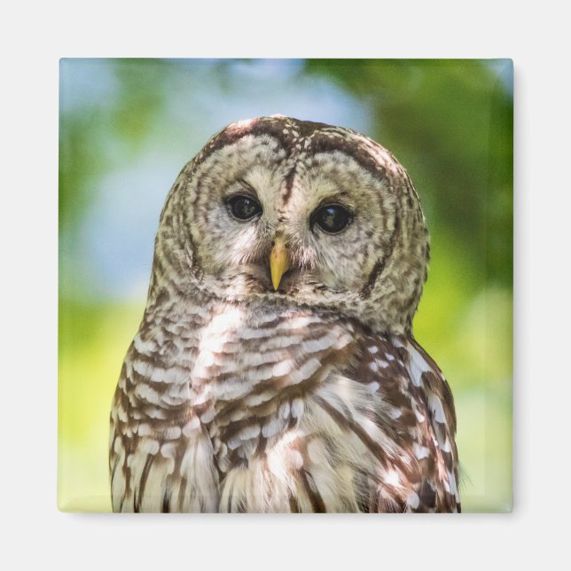 Barred Owl Magnet (Vorne)