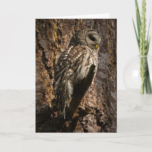 Barred Owl Mama Danke Karte (Vorderseite)