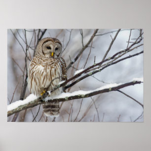 Barred Owl mit leichtem Schneefall Poster