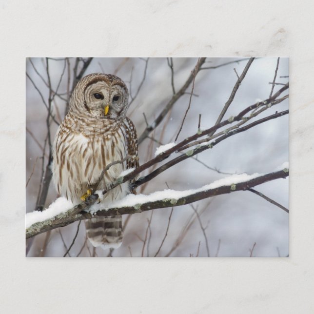 Barred Owl mit leichtem Schneefall Postkarte (Vorderseite)