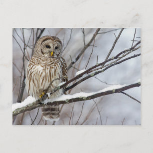 Barred Owl mit leichtem Schneefall Postkarte