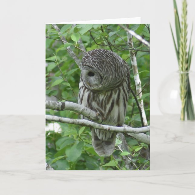 Barred Owl mit Neck Feathers Fluffed Karte (Vorderseite)