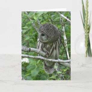 Barred Owl mit Neck Feathers Fluffed Karte