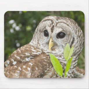 Barred Owl Mousepad