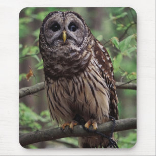 Barred Owl Mousepad