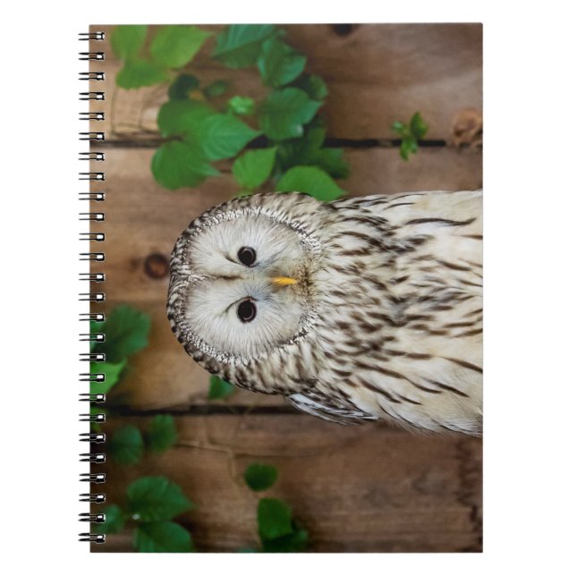 Barred Owl Notizblock (Vorderseite)