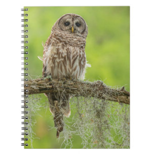 Barred Owl On Tree Limb Notizblock