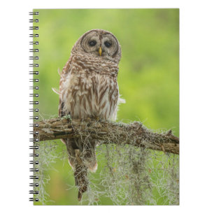 Barred Owl On Tree Limb Notizblock