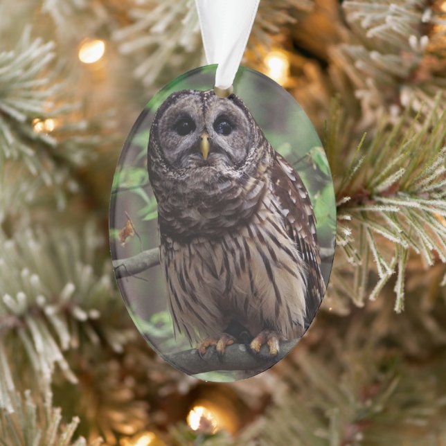 Barred Owl Ornament (Baum)