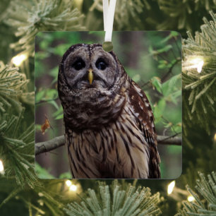 Barred Owl Ornament Aus Metall