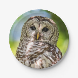 Barred Owl Pappteller