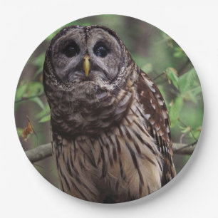 Barred Owl Pappteller