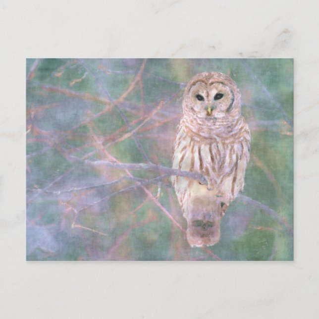 Barred Owl Pastel Digitales Ölgemälde Postkarte (Vorderseite)