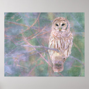 Barred Owl Pastelllackierung Poster