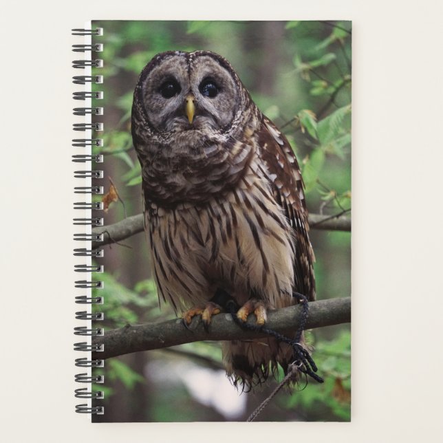 Barred Owl Planer (Vorderseite)