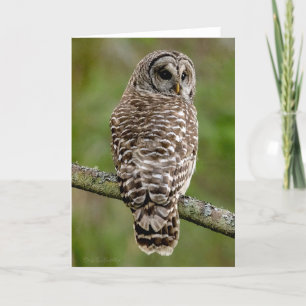 Barred Owl Portrait Danke Karte