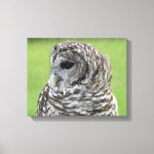 Barred Owl Portrait Leinwanddruck