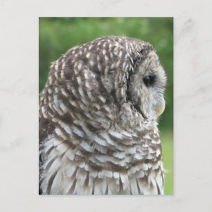 Barred Owl Portrait Postkarte