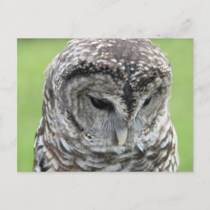 Barred Owl Portrait Postkarte
