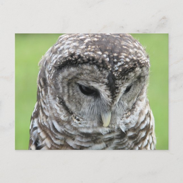 Barred Owl Portrait Postkarte (Vorderseite)