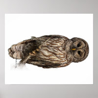 Barred Owl - Poster