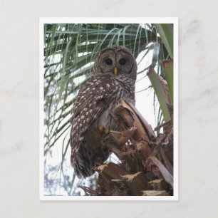 Barred Owl Postkarte