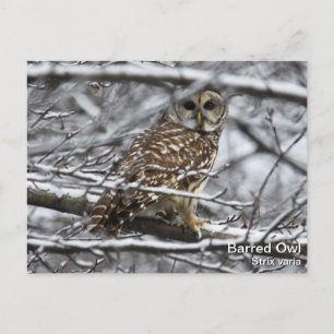 Barred Owl Postkarte