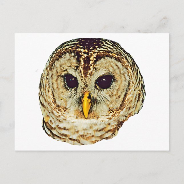 Barred Owl Postkarte (Vorderseite)