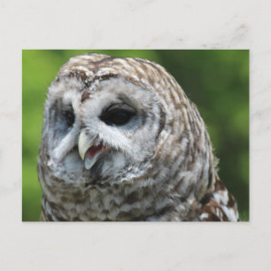 Barred Owl Postkarte