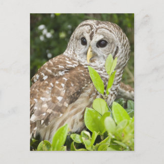 Barred Owl Postkarte