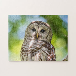 Barred Owl Puzzle