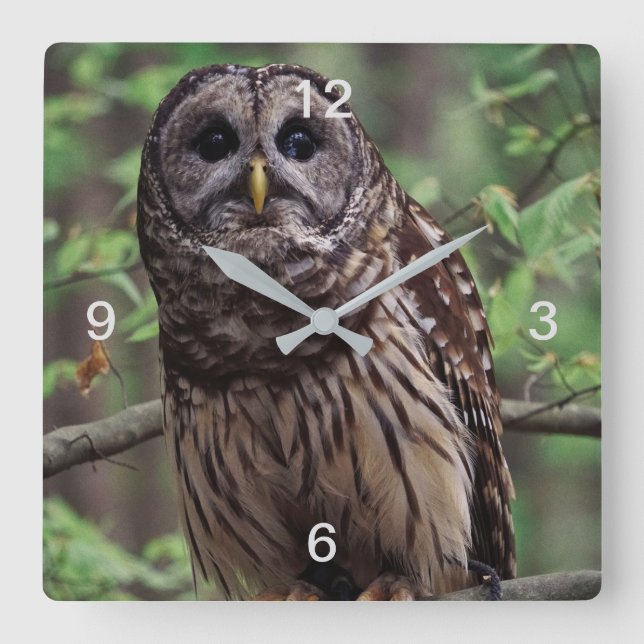 Barred Owl Quadratische Wanduhr (Vorderseite)