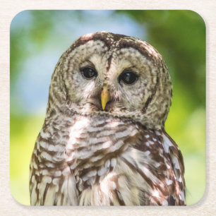 Barred Owl Rechteckiger Pappuntersetzer