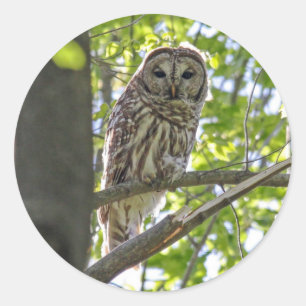 Barred Owl Runder Aufkleber