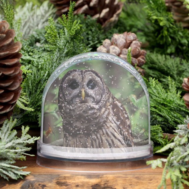Barred Owl Schneekugeln (Winter)