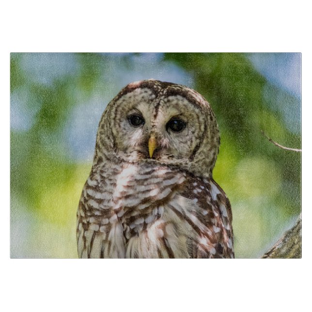 Barred Owl Schneidebrett (Vorderseite)