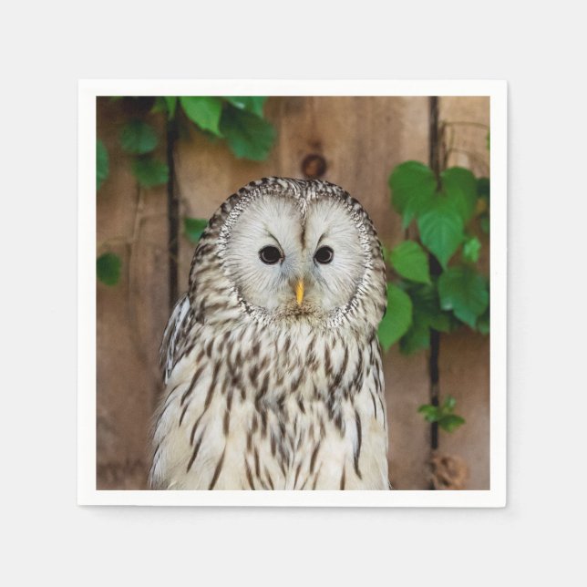 Barred Owl Serviette (Vorderseite)