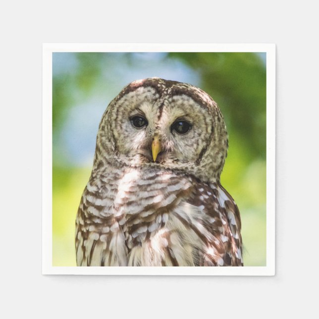 Barred Owl Serviette (Vorderseite)