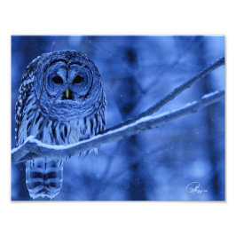 Barred Owl Snow Storm Fotodruck