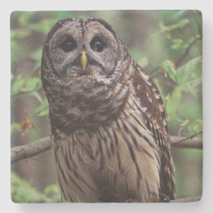 Barred Owl Steinuntersetzer