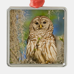 Barred Owl (Strix varia) in Zypressenbaum Ornament Aus Metall